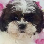Profile Picture of Michelle Whitlow (@whitlow.michelle) on Instagram