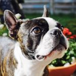 Profile Picture of La Pantera Rosa Boston Terrier (@lapanterarosa_bostonterrier) on Instagram