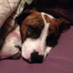 Profile Picture of Ruby Tuesday Garcia Keel (@ruby_brindle_) on Instagram