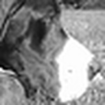 Profile Picture of Platinum Paw (@platinum paw) on Flickr