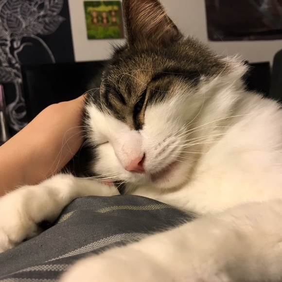 Profile Picture of Alexis Meucci (@ameucci) on Poshmark