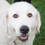 Profile Picture of Big Fluffy Dog Rescue (@bigfluffydogrescue) on Instagram