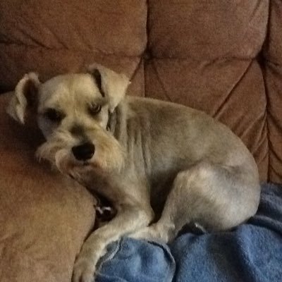 Profile Picture of David Conover (@daytondawg64) on Twitter