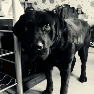 Tommy Hales - Twitter Profile Picture of Tommy Hales (@projectatalz7) on Twitter