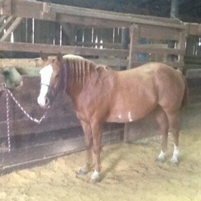 Profile Picture of Laurin Thomas (@promisehorse1) on Twitter