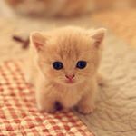 Profile Picture of ♥اللهم صل على محمد و آل محمد♥ (@lailajaffer31) on Instagram