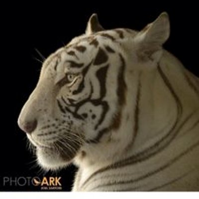 Profile Picture of Fabio Ramirez (@fabioramirez615) on Twitter
