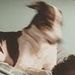Profile Picture of Joseph Gloss (@avocadodeer) on Pinterest