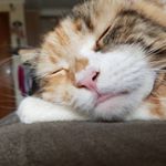 Profile Picture of Margot (@margot.the.mainecoon) on Instagram