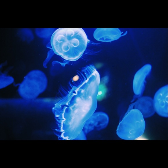 Profile Picture of Adriana Echeverria (@adrianaeche) on Poshmark