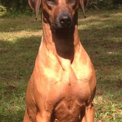 Profile Picture of Ladys Island Gentleman (@bryan_thompsonj) on Twitter