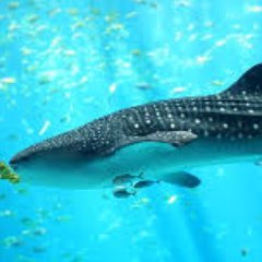 Profile Picture of Kendall Evans (@Pace_MS_Shark) on Twitter
