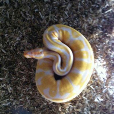 Profile Picture of Dionisio Jiménez (@snakes1961) on Twitter