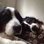 Profile Picture of Guinness & Jameson (@guinandjamey) on Instagram