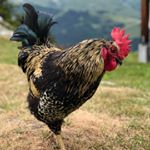 Profile Picture of Jessica Meek (@mylittlecarrot) on Instagram