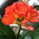 Profile Picture of Kim Troxell (@kimdlaca) on Instagram