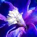 Profile Picture of Nina Ferrazzo (@nferrazzo) on Pinterest