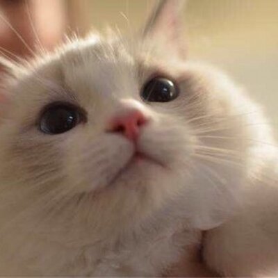 Profile Picture of Yuqing Liu (@310782840310782) on Twitter