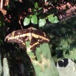 Profile Picture of Daniel Borja Guevara (@morbid_daniel) on Instagram