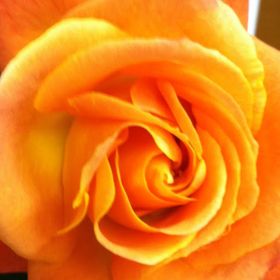 Profile Picture of Diane Endea (@dianeendea) on Pinterest