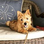 Profile Picture of Suzanne L Myers (@kikithenorwich) on Instagram