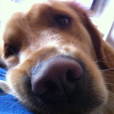 Profile Picture of Hezi Leibovich (@Scoopoman) on Twitter