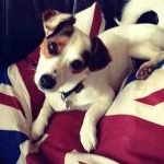 Bob - Instagram Profile Picture of Bob (@bobgillespie55) on Instagram