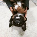 Profile Picture of Banffy (@banffy_the_dinosaur) on Instagram