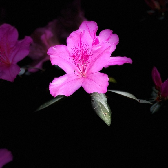 Profile Picture of Yan Zhang (@zhang172) on Poshmark