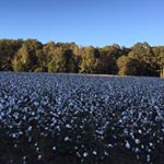 Profile Picture of Jeanette Jolly (@jeanettejolly) on Instagram