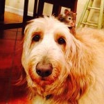 Harlan Nicholas Petoyan - Instagram Profile Picture of Harlan Nicholas Petoyan (@harlansloth) on Instagram