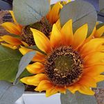 Profile Picture of Edin Amela Fekovic (@amelamela1222) on Instagram