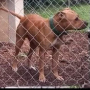 Profile Picture of Daniel Rayborn Kennels (@backwoodscountrykennels5058) on Youtube