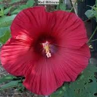Profile Picture of Amanda Haskins (@amandarhaskins) on Pinterest
