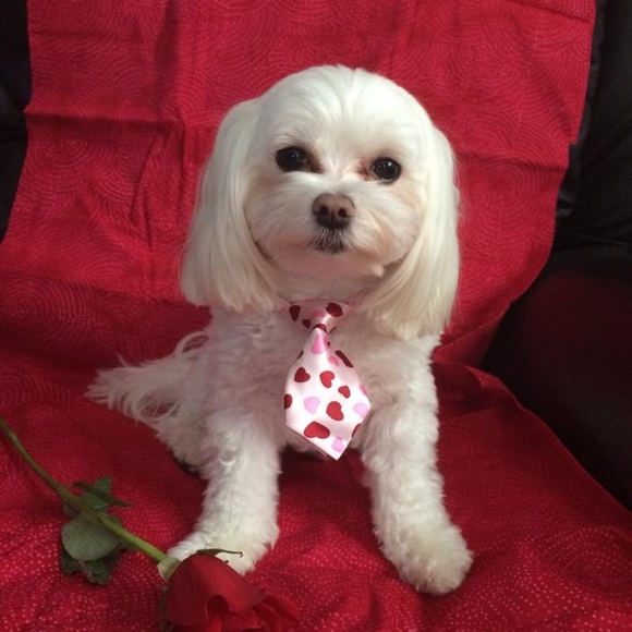 Profile Picture of Joanne Parrill (@joanneparrill) on Poshmark