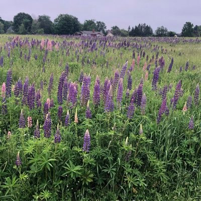 Susan McIsaac - Twitter Profile Picture of Susan McIsaac (@sjm_cpa) on Twitter