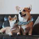 Profile Picture of Busy the Corgi & Boo-boo 🇵🇭 (@busythecorgi) on Instagram