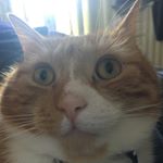 Profile Picture of Chris Walley (@christian.walley) on Instagram