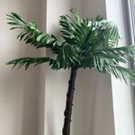 Profile Picture of Bob The Palm Tree (@bobthepalmtree) on Instagram