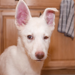 Profile Picture of Calvin Xu (@calvinxu07) on Flickr