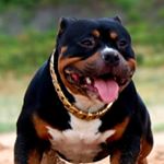 Profile Picture of Darrell Brisbane (@world_class_bullies_australia) on Instagram