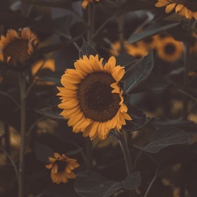 Profile Picture of Châu Kim Thoa (@Kimthoa171) on Twitter