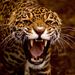 Profile Picture of Paul Holloman (@paulholloman) on Pinterest