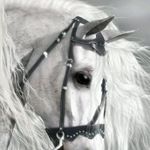 joseph naso - Instagram Profile Picture of joseph naso (@naso.joseph) on Instagram