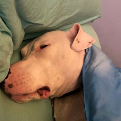 Profile Picture of Noel Plucinski-Schneider (@NoelPlucinski) on Twitter