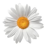 Profile Picture of Nancy J🌼 (@nancyjokuntz) on Instagram