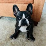 Profile Picture of Sara (@sarapfeffer) on Instagram