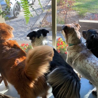 Profile Picture of Brian Sylva-Mashburn (@sixteenpawsdad) on Twitter