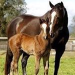 Profile Picture of Bella Zhang (@bella.zhang333) on Instagram