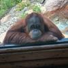 Profile Picture of Caleb Glass (@@iworkatazoo) on Tiktok
